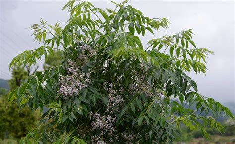 楝樹|楝(楝樹):形態特徵,生長環境,分布範圍,繁殖方法,播種,。